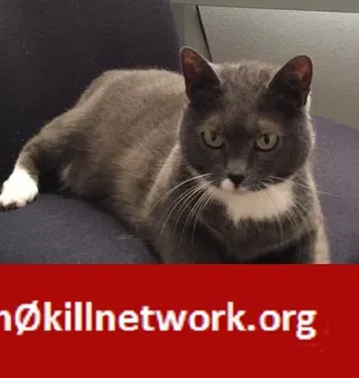 Lost cat in Spokane, WA, 99224