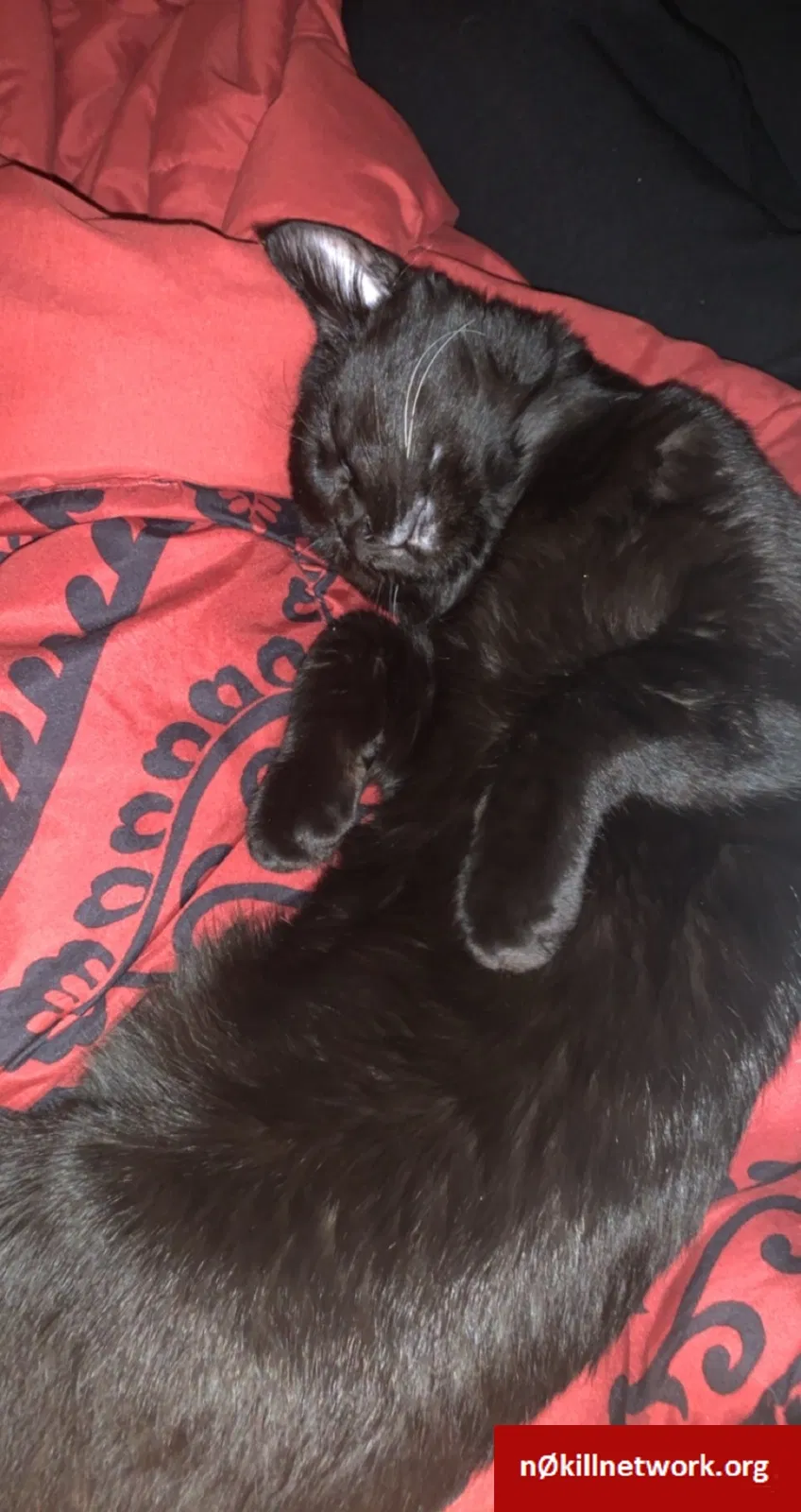 Lost cat in Birmingham, AL, 35244