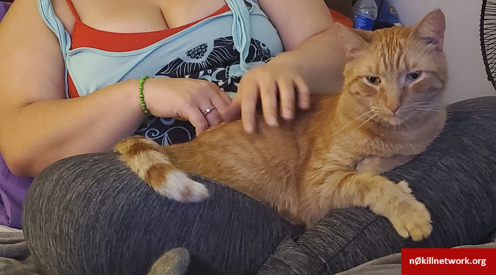 Lost cat in Canandaigua, NY, 14424