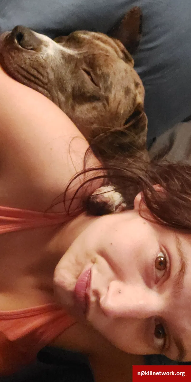 Lost dog in Toledo, OH, 43612