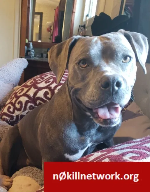 Lost dog in Tucson, AZ, 85739
