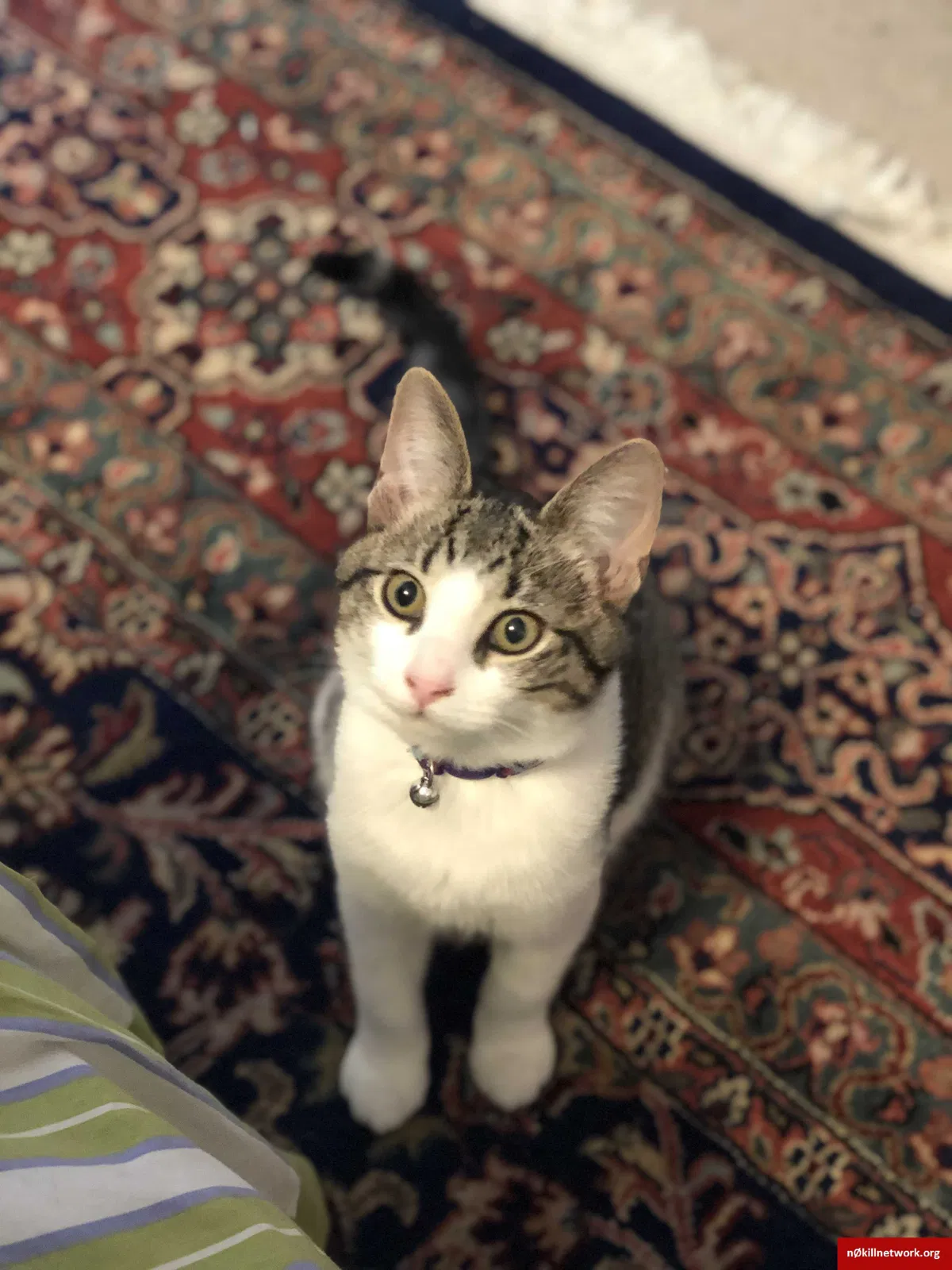 Lost cat in Chesterfield, VA, 23838