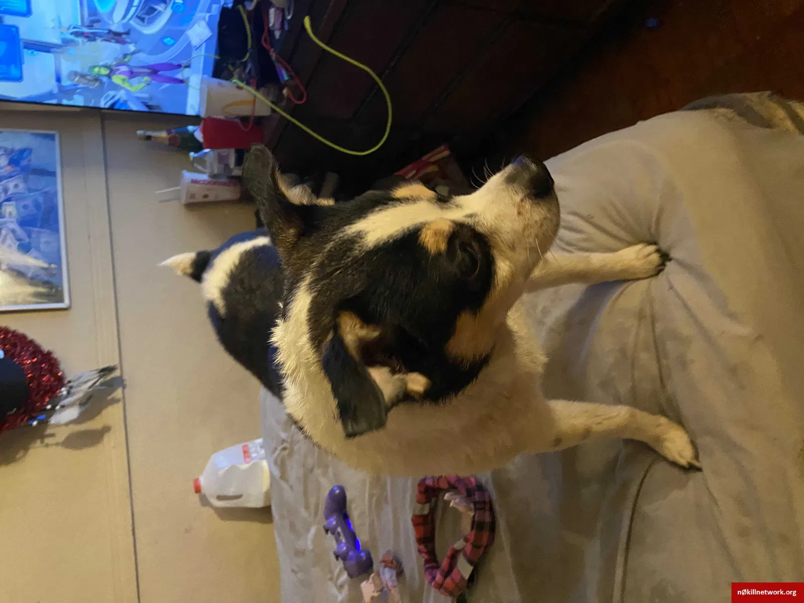 Lost dog in Harrisburg, PA, 17104
