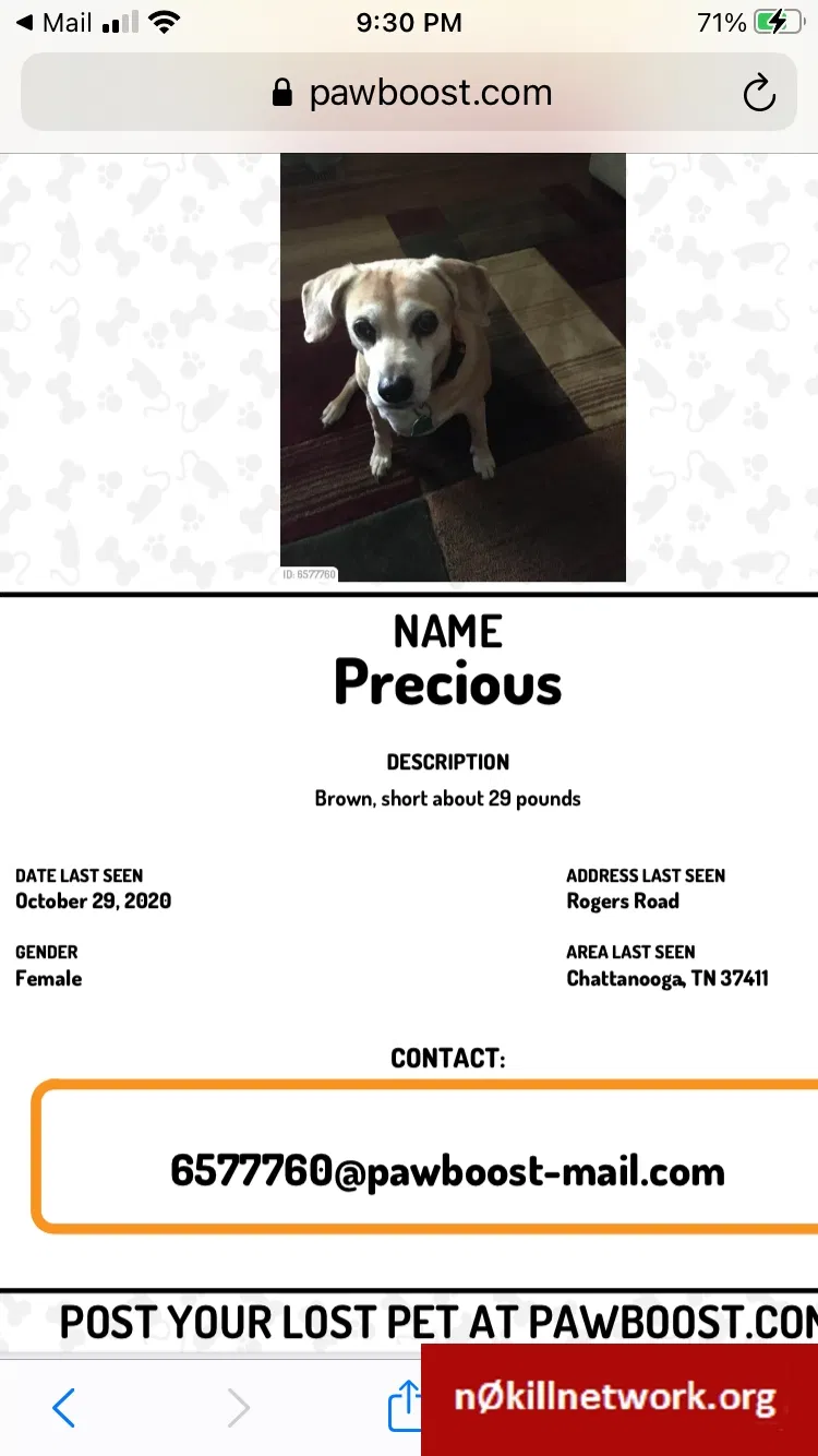 Lost dog in Chattanooga, TN, 37411