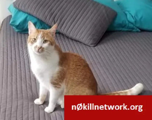 Lost cat in Troy, IL, 62294