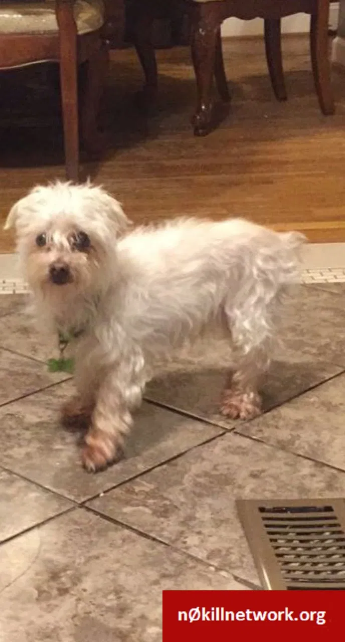 Lost dog in Manassas, VA, 20111
