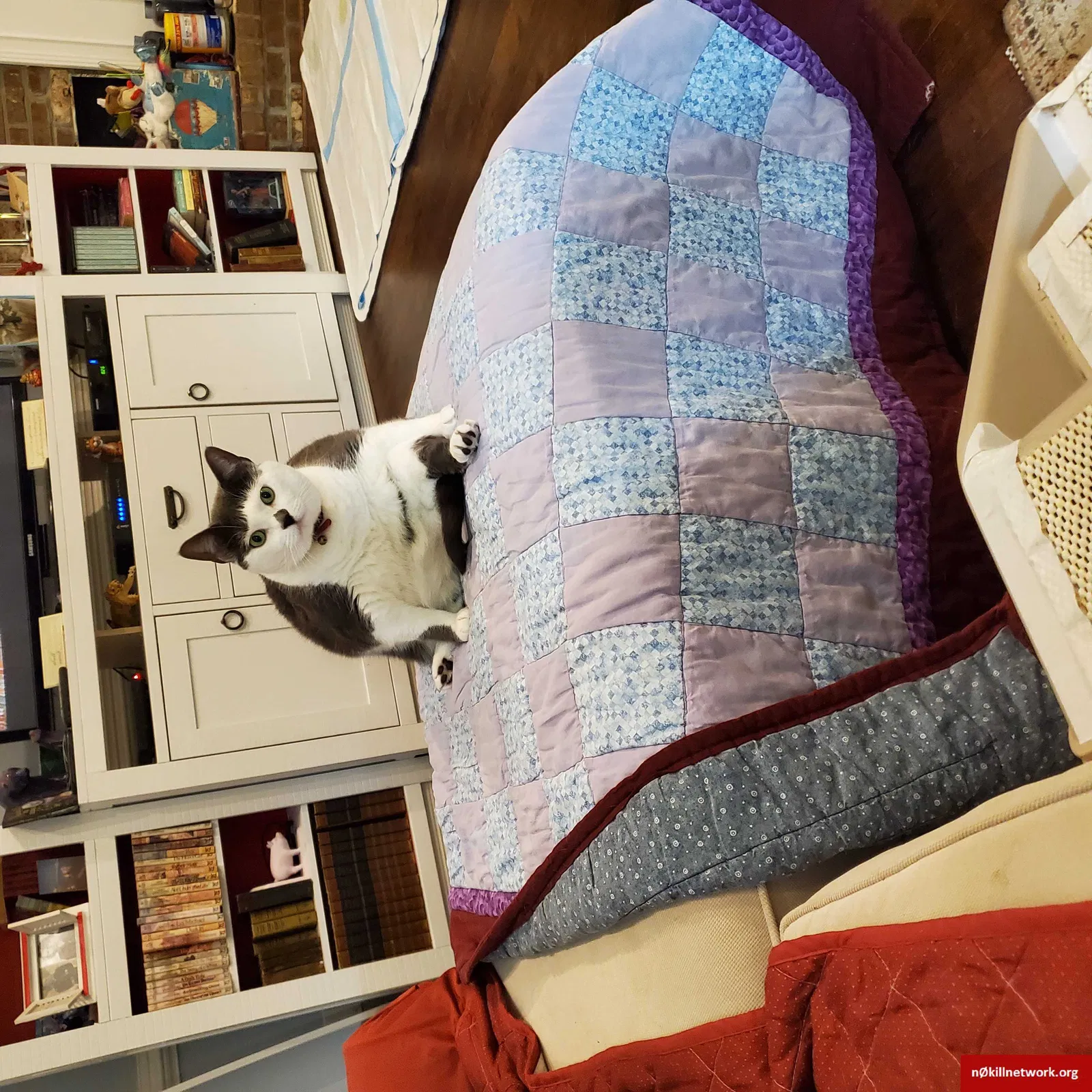 Lost cat in Myrtle Beach, SC, 29575