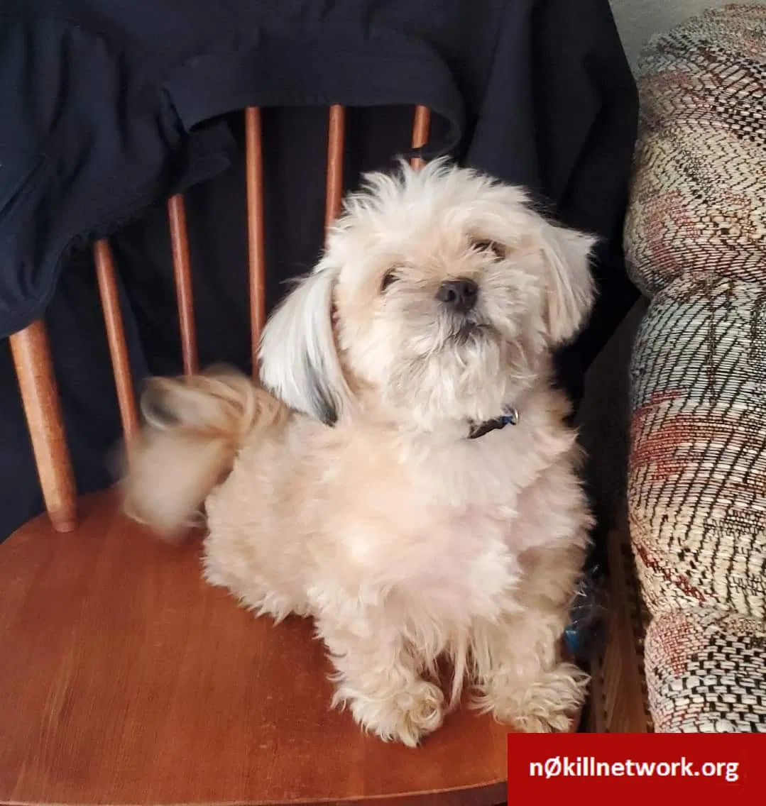 Lost dog in Tacoma, WA, 98409