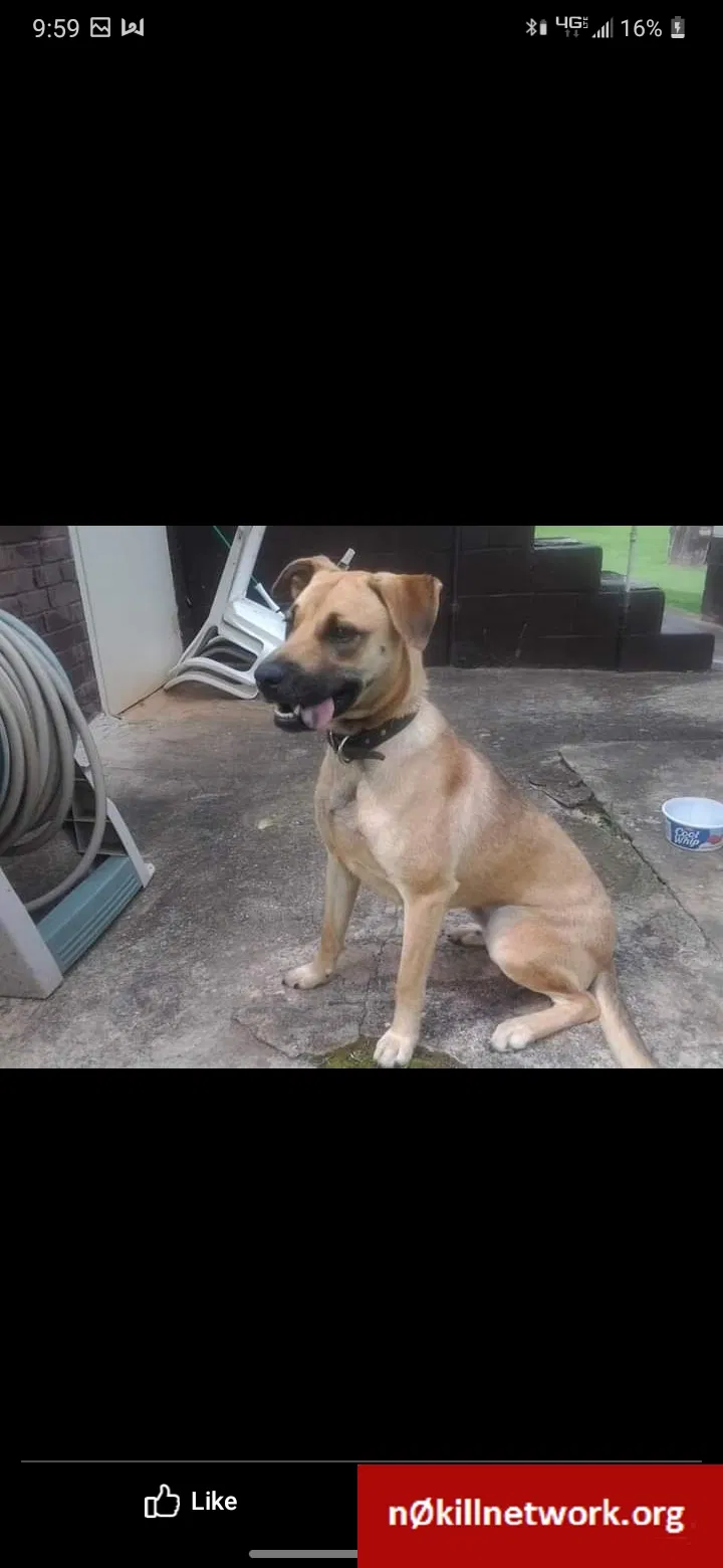 Lost dog in Newton, NC, 28658