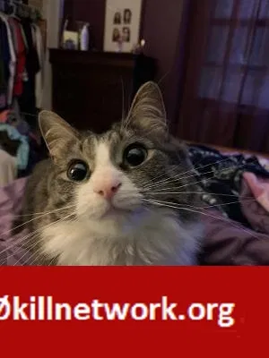 Lost cat in Toledo, OH, 43617