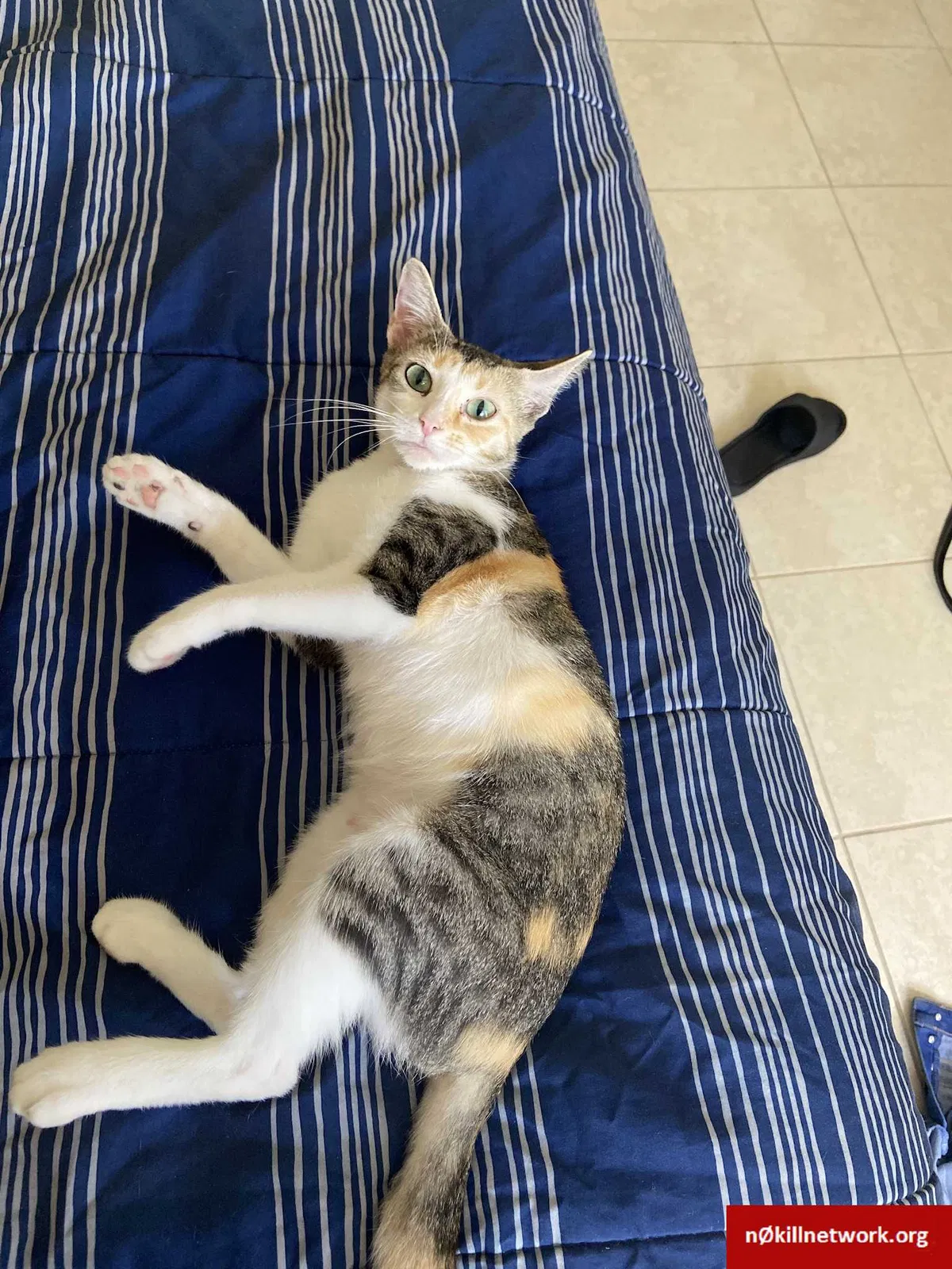 Lost cat in Port Saint Lucie, FL, 34953