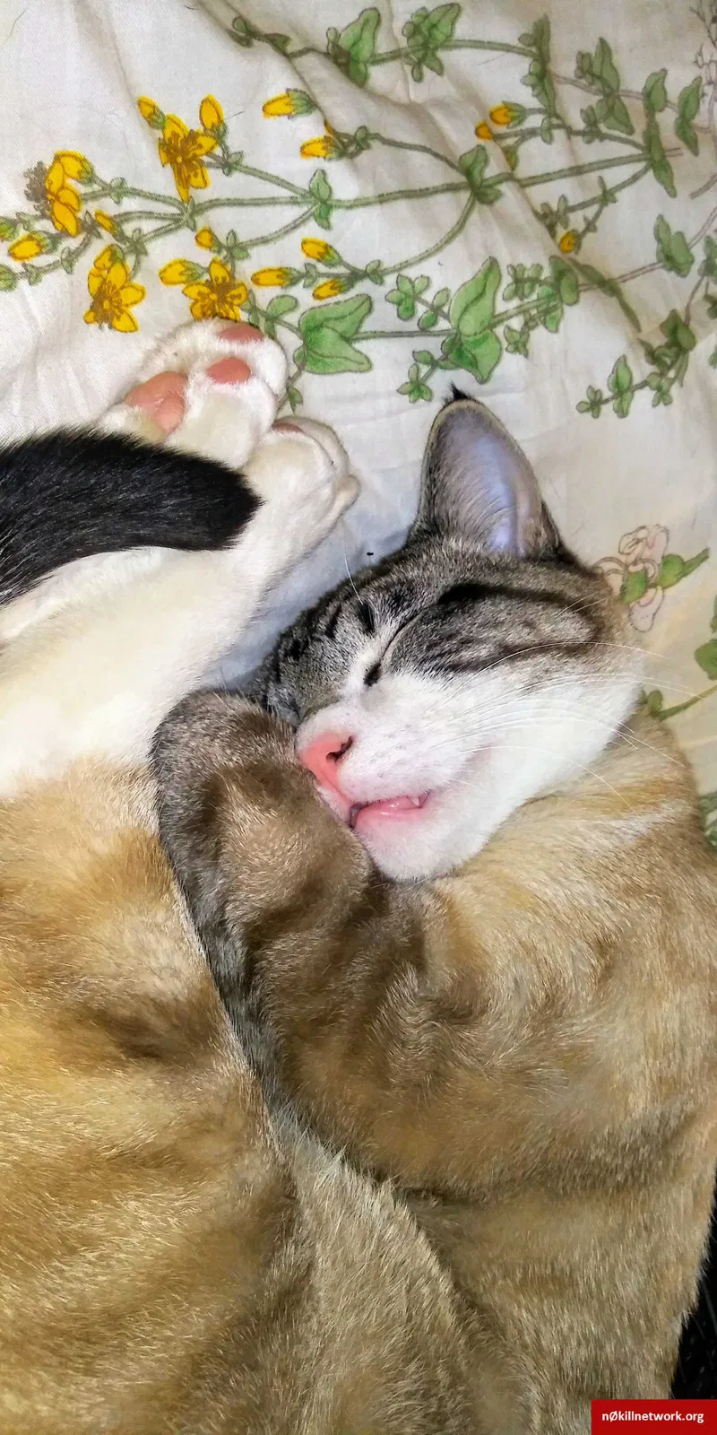 Lost cat in Golden, CO, 80401