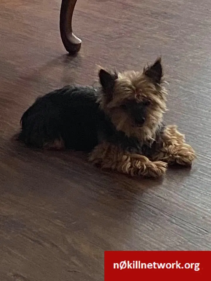 Lost dog in Arendtsville, PA, 17303