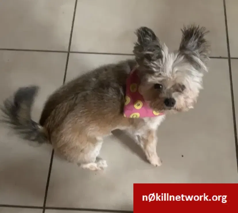 Lost dog in Homestead, FL, 33032