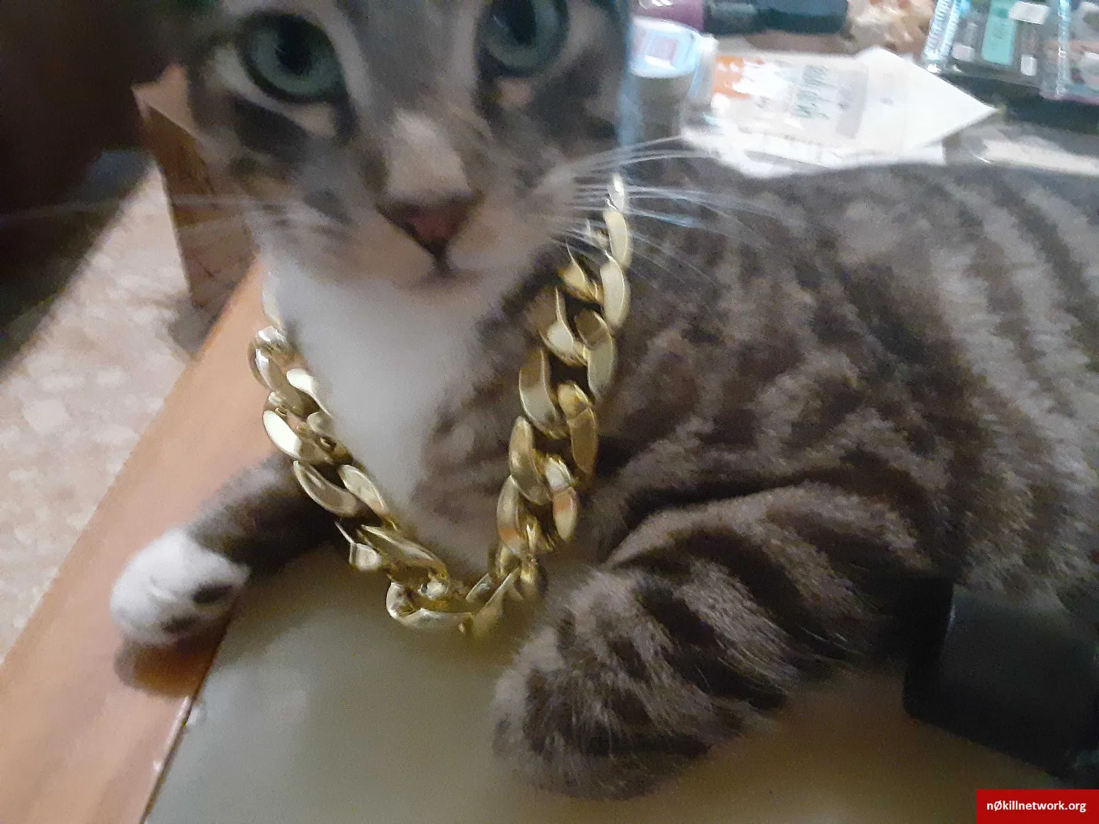 Lost cat in Tallahassee, FL, 32301