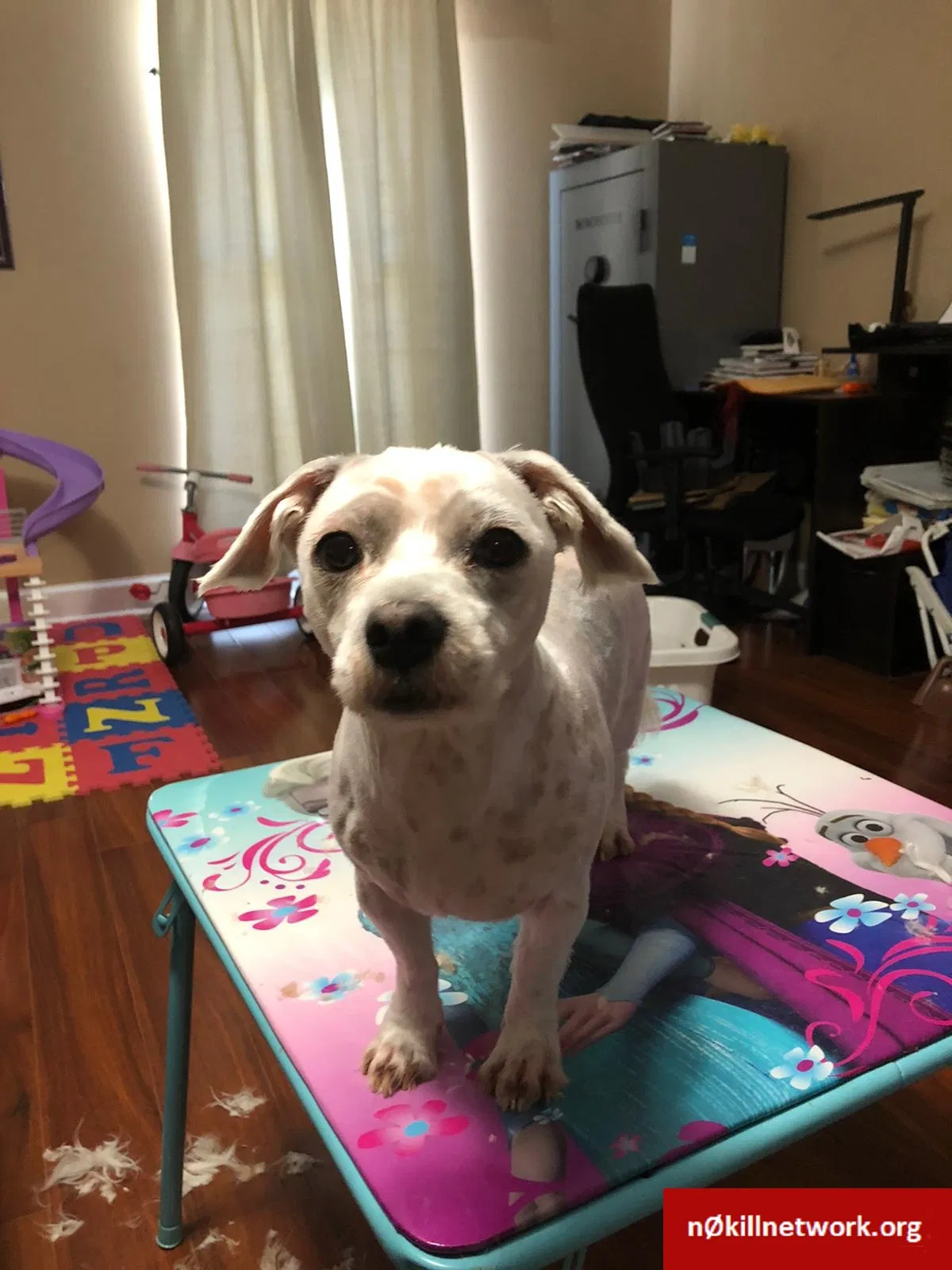 Lost dog in Buford, GA, 30518