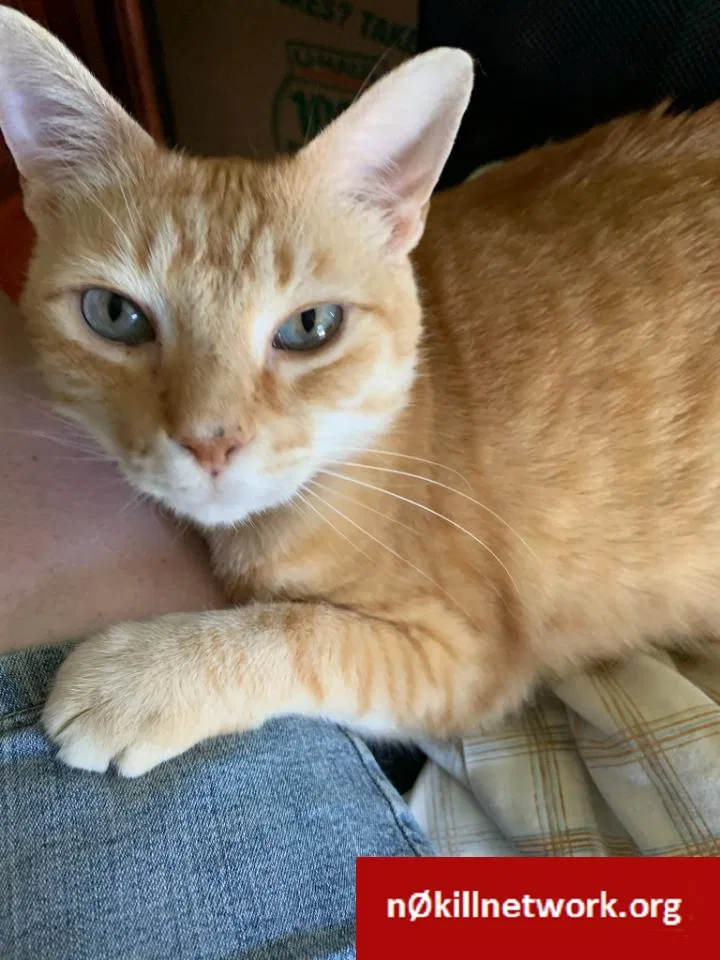 Lost cat in Mobile, AL, 36604