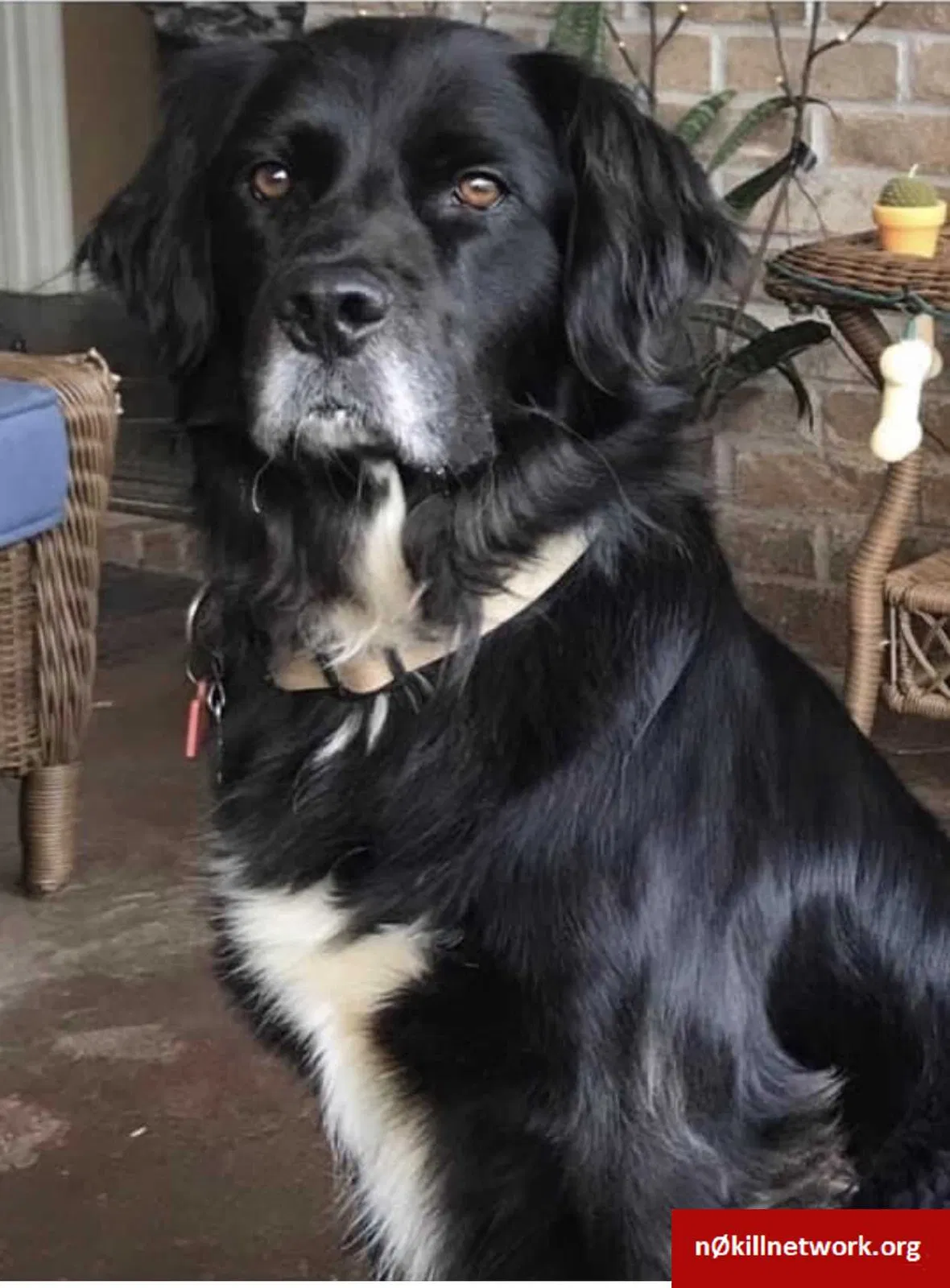 Lost dog in Coker, AL, 35452