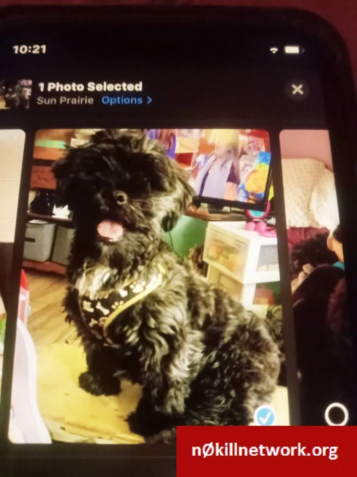 Lost dog in Sun Prairie, WI, 53590