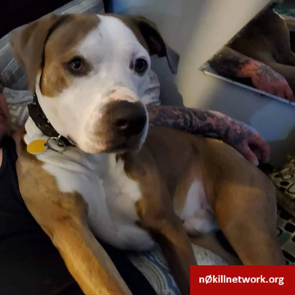 Lost dog in North Little Rock, AR, 72114