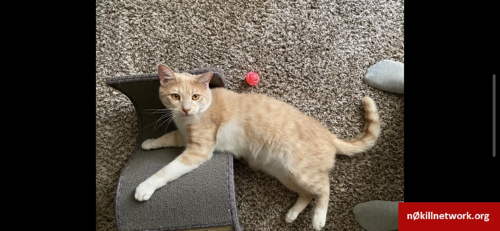 Lost cat in Lubbock, TX, 79407