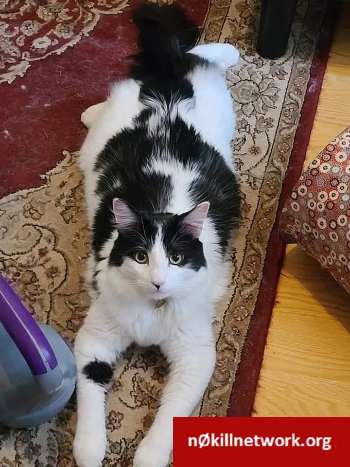 Lost cat in Cool, CA, 95614