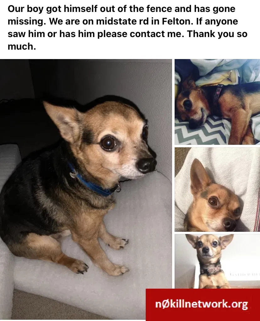 Lost dog in Felton, DE, 19943