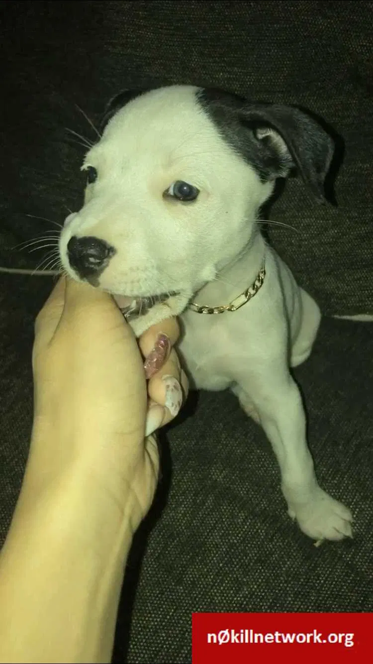 Lost dog in Tampa, FL, 33613