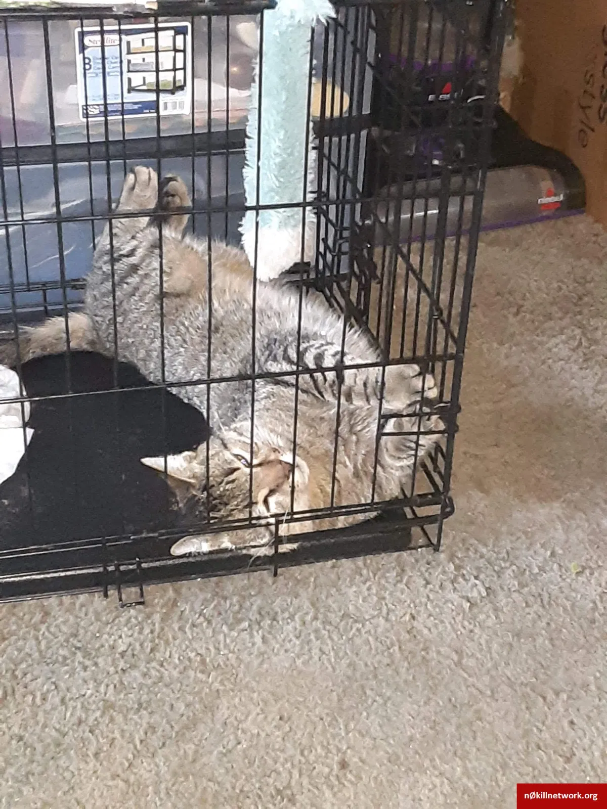 Lost cat in Muskegon, MI, 49442