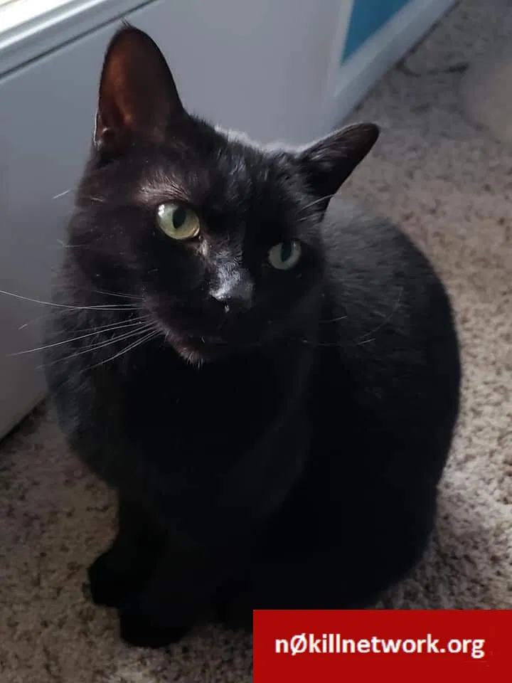 Lost cat in Levittown, PA, 19054