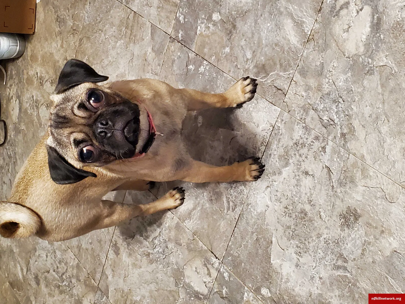 Lost dog in Mission, TX, 78572