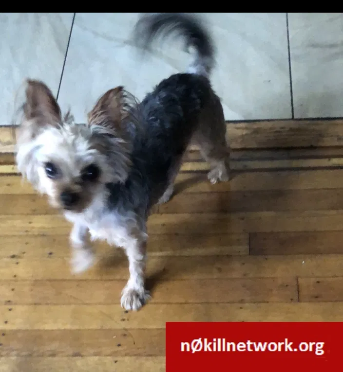Lost dog in Elkins Park, PA, 19027