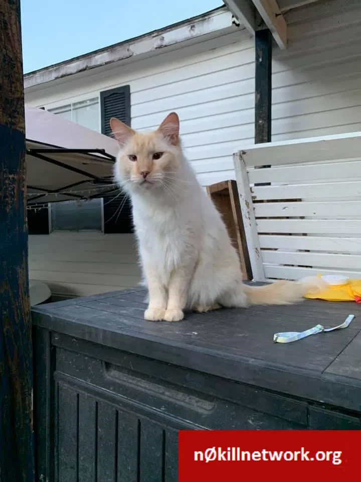 Lost cat in Covington, LA, 70435