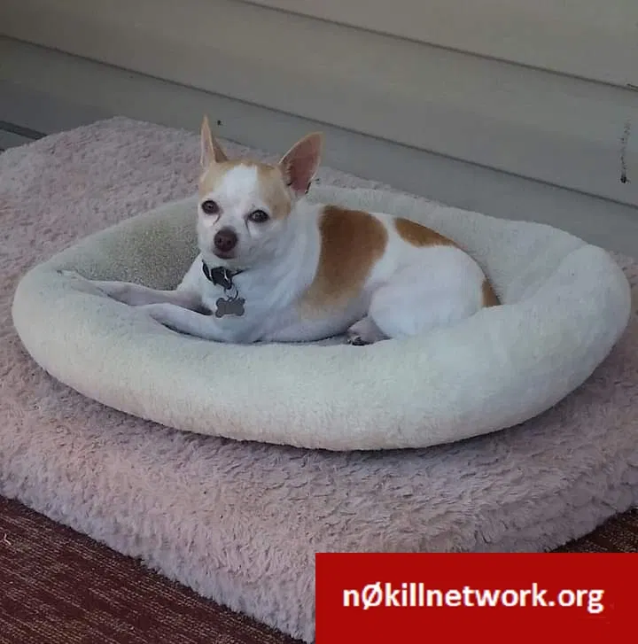 Lost dog in Havelock, NC, 28532