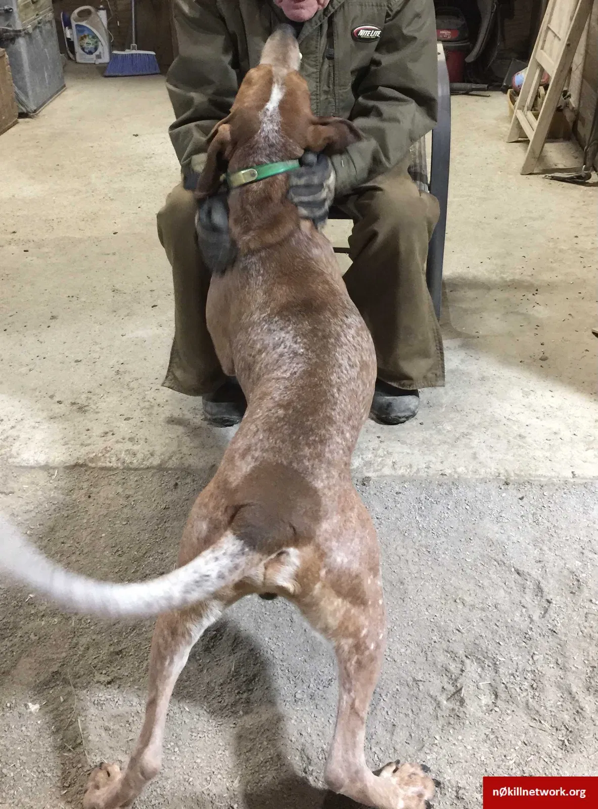 Lost dog in Energy, IL, 62933
