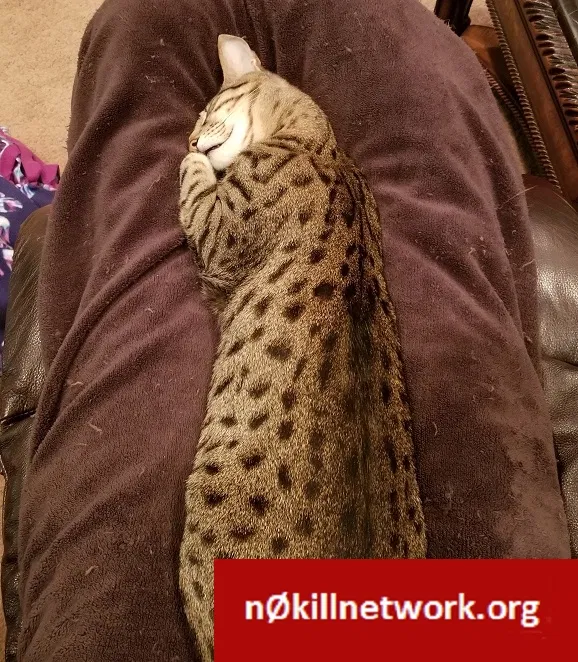 Lost cat in Las Vegas, NV, 89129