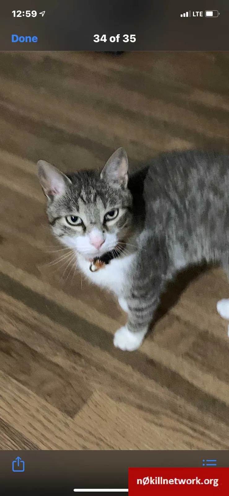 Lost cat in Jefferson City, MO, 65109