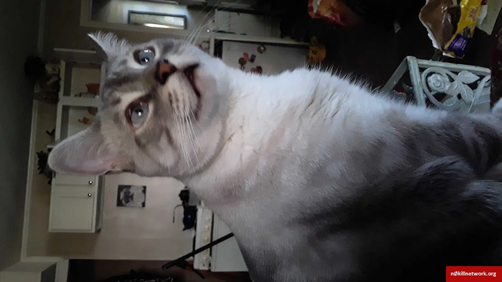 Lost cat in Chatsworth, GA, 30705