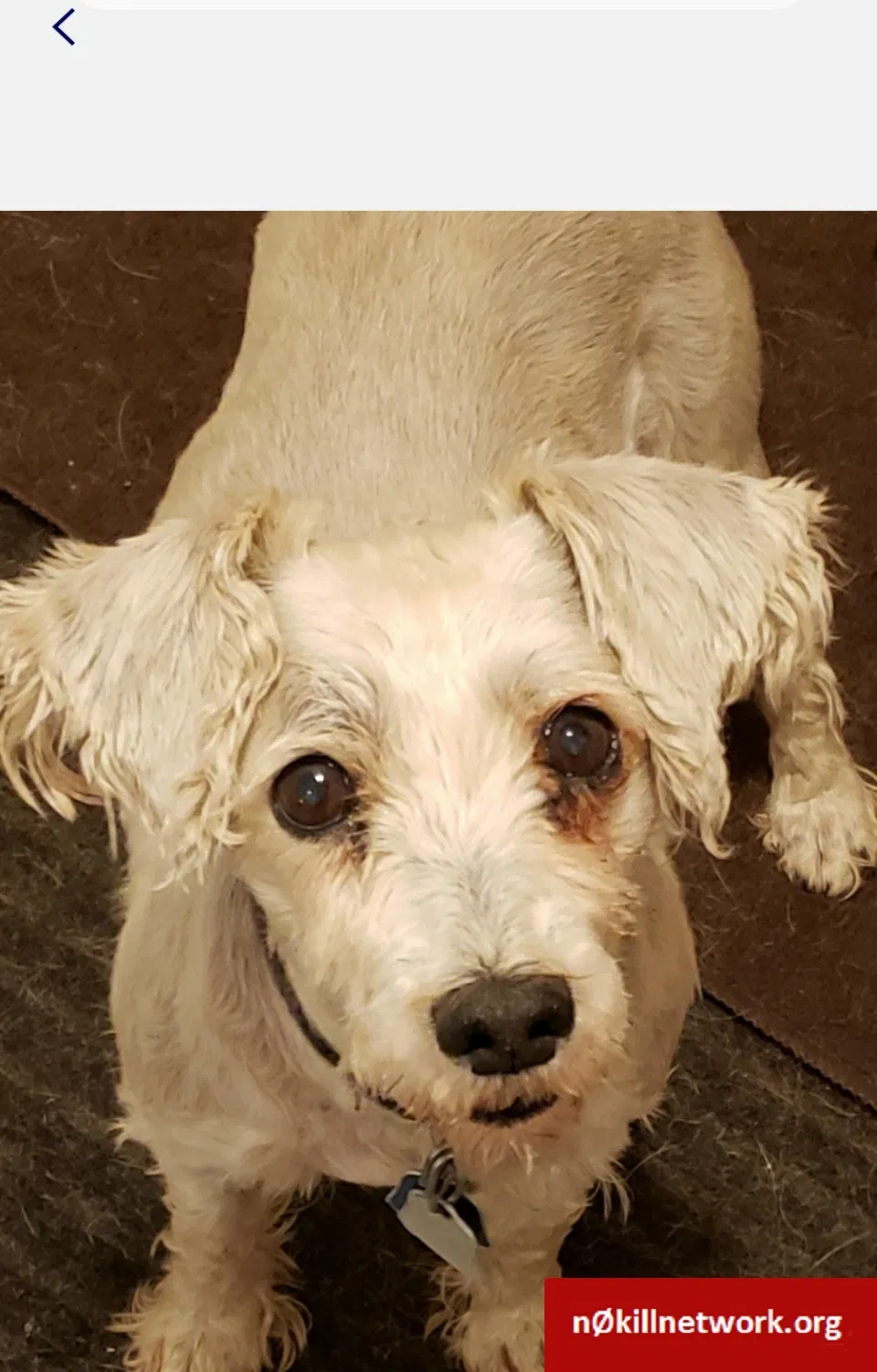 Lost dog in Chicago, IL, 60617