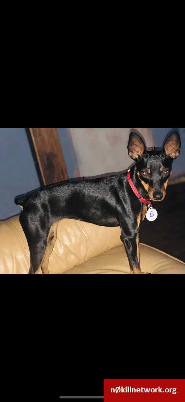 Lost dog in Sacramento, CA, 95820
