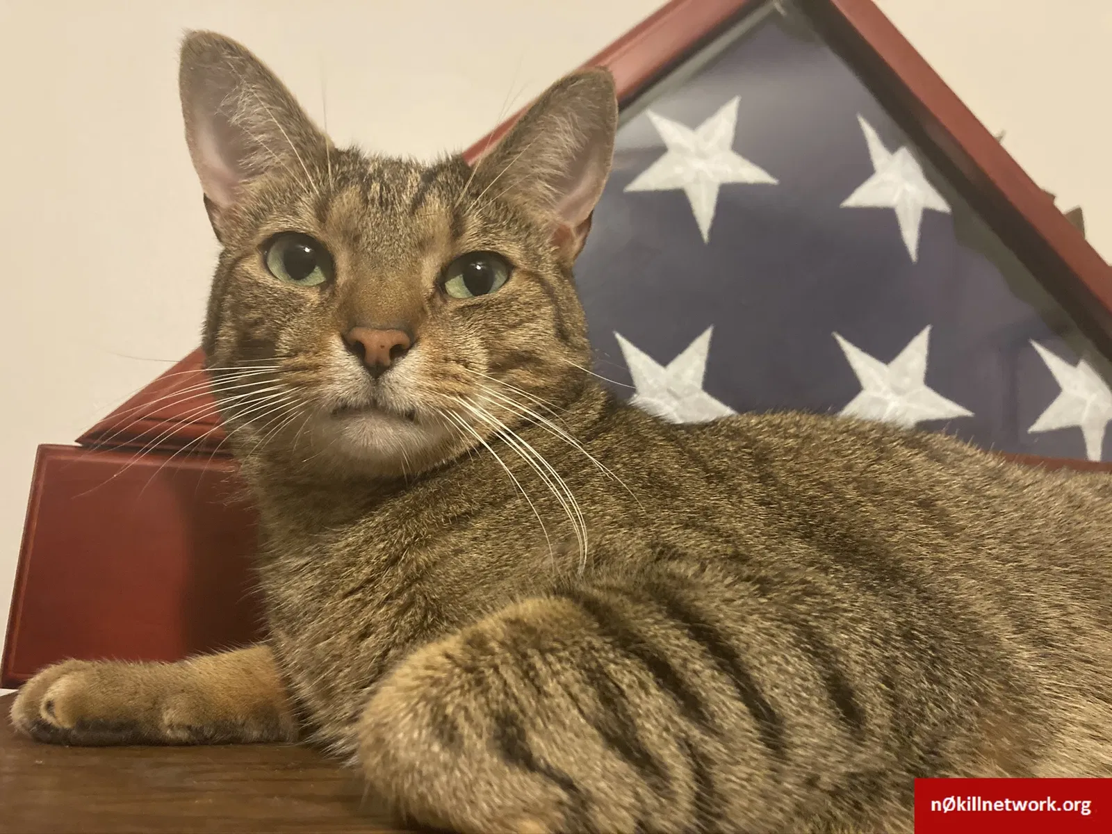 Lost cat in San Diego, CA, 92115