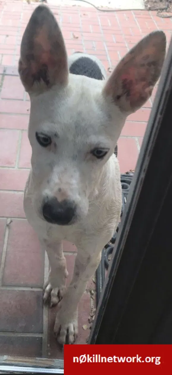 Found dog in Lincoln, AL, 35096