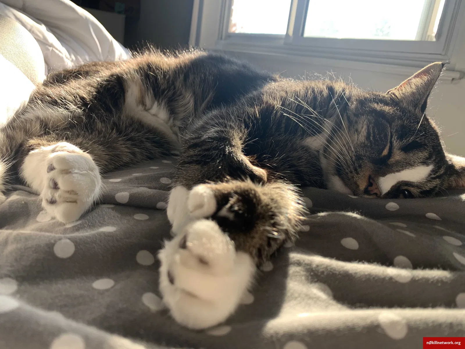 Lost cat in Nashua, NH, 3060