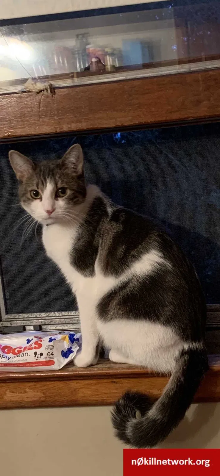 Lost cat in Danbury, CT, 6810