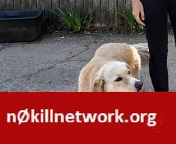 Lost dog in Dayton, OH, 45405