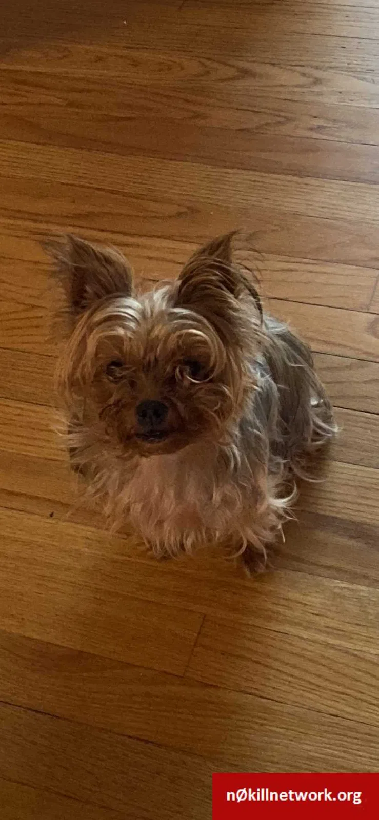 Lost dog in East Hartford, CT, 6118