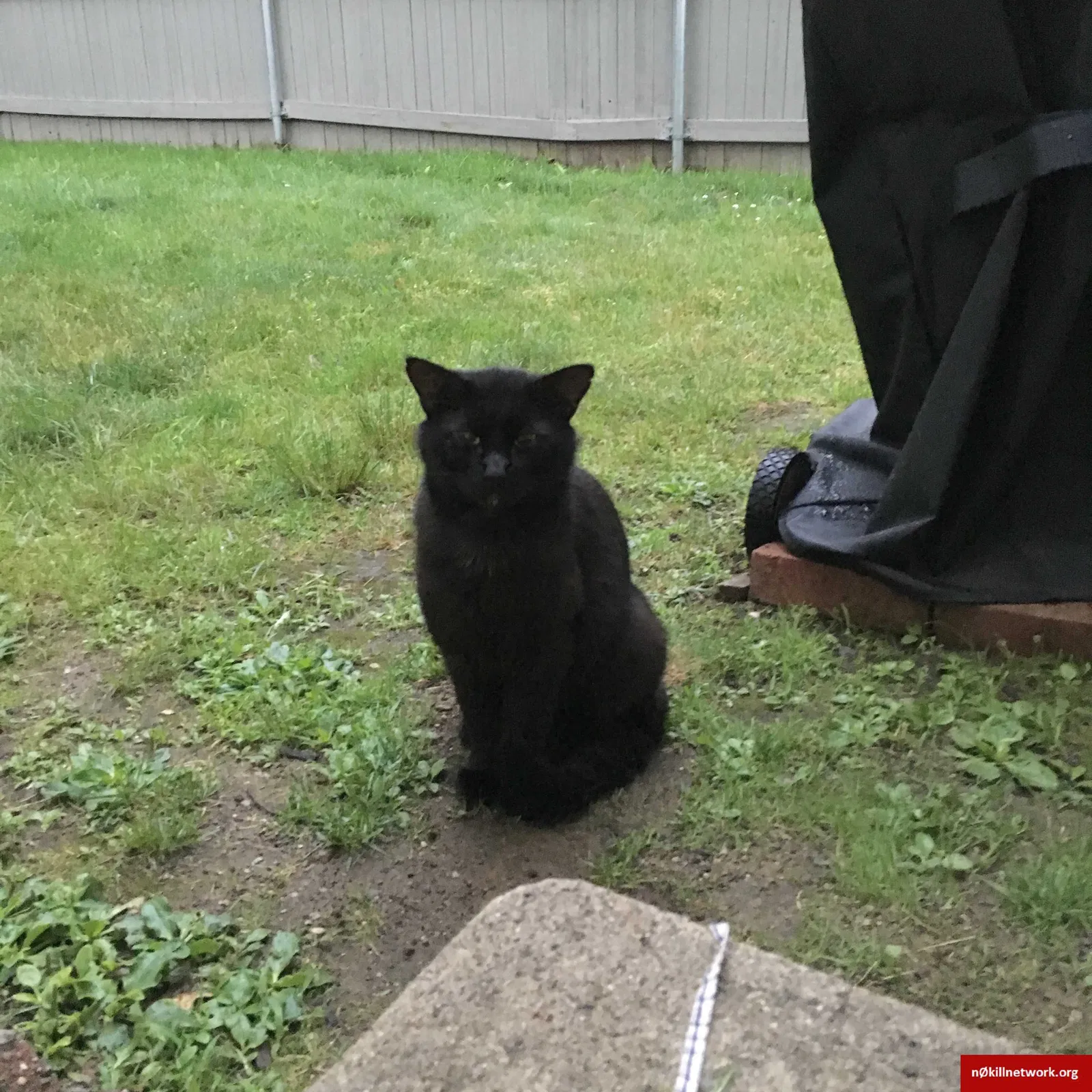 Lost cat in Waltham, MA, 2453