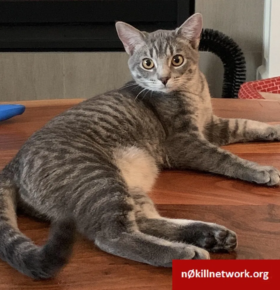 Lost cat in Castle Rock, CO, 80109