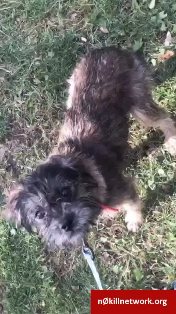 Lost dog in Des Moines, IA, 50320