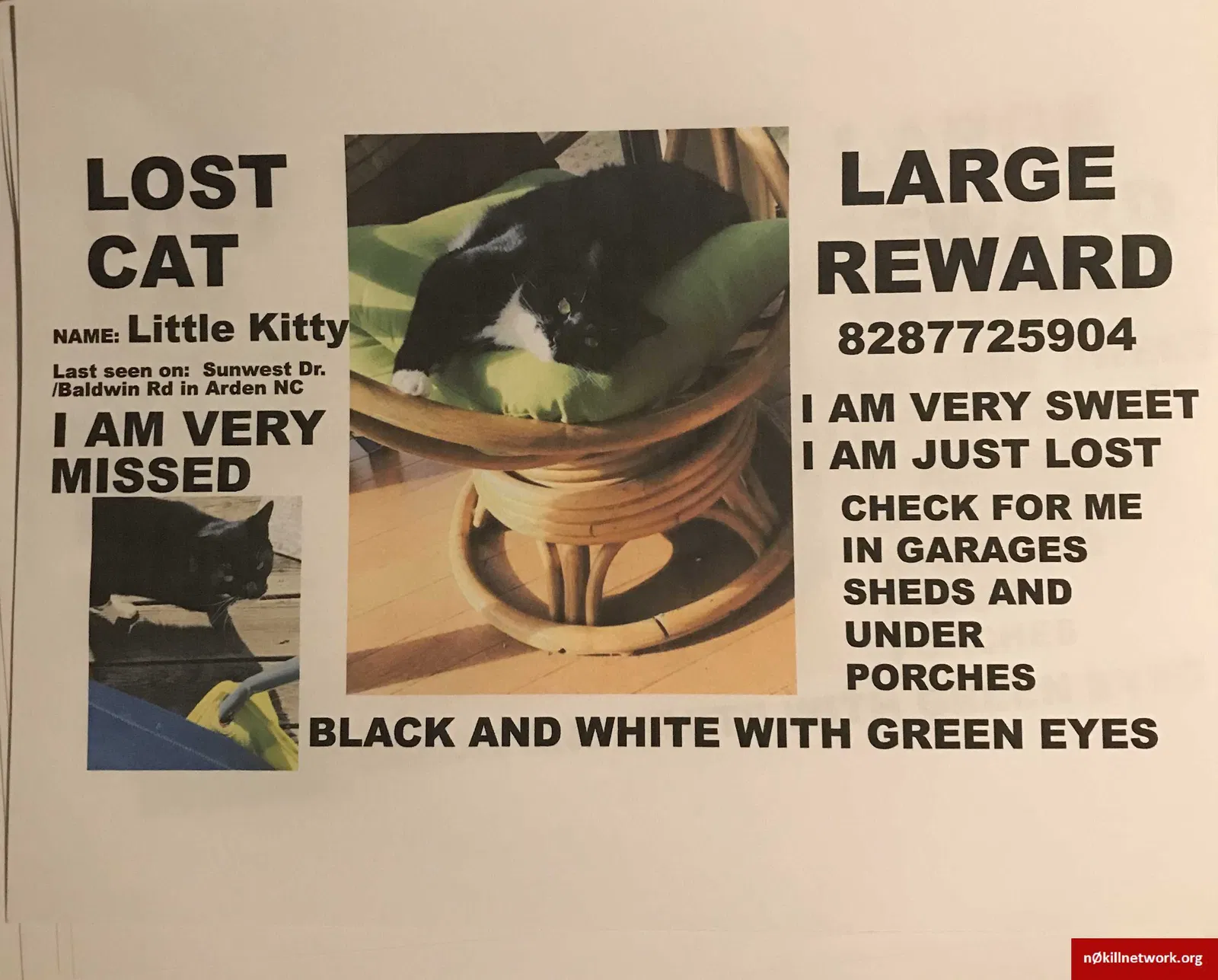 Lost cat in Arden, NC, 28704